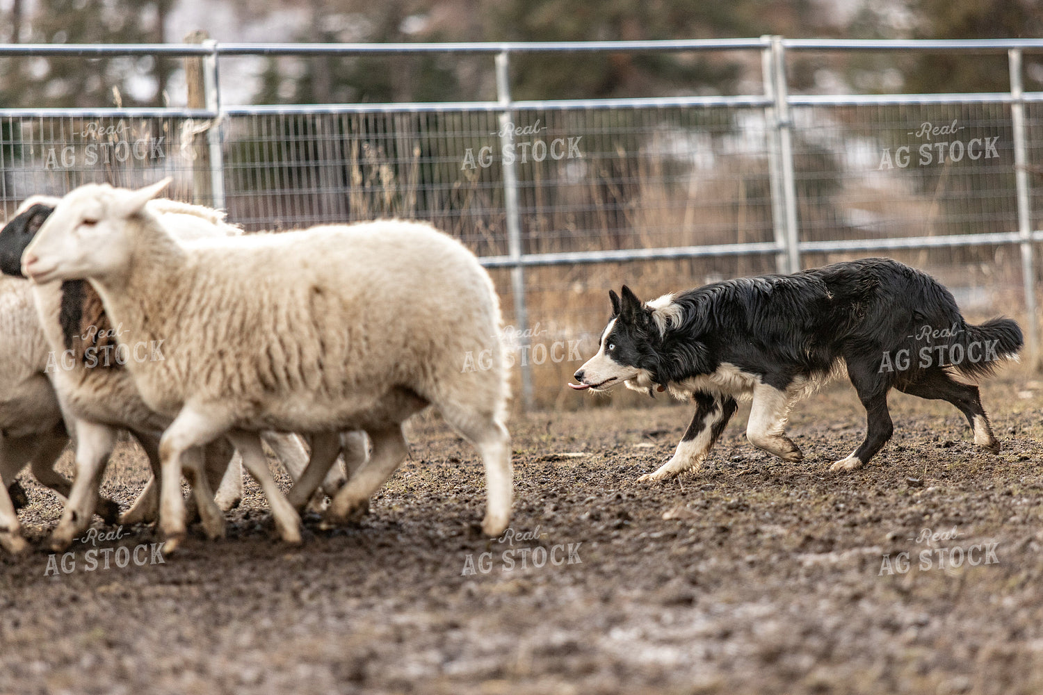 Herding Dog Working Sheep 188091