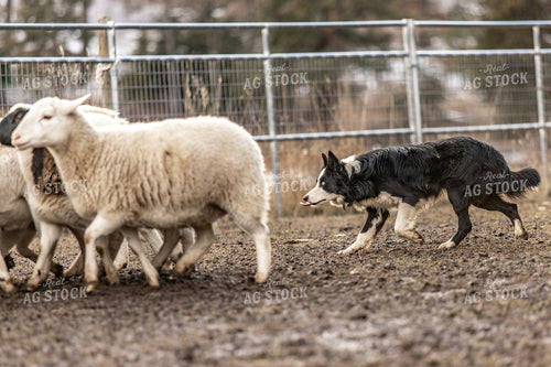 Herding Dog Working Sheep 188091