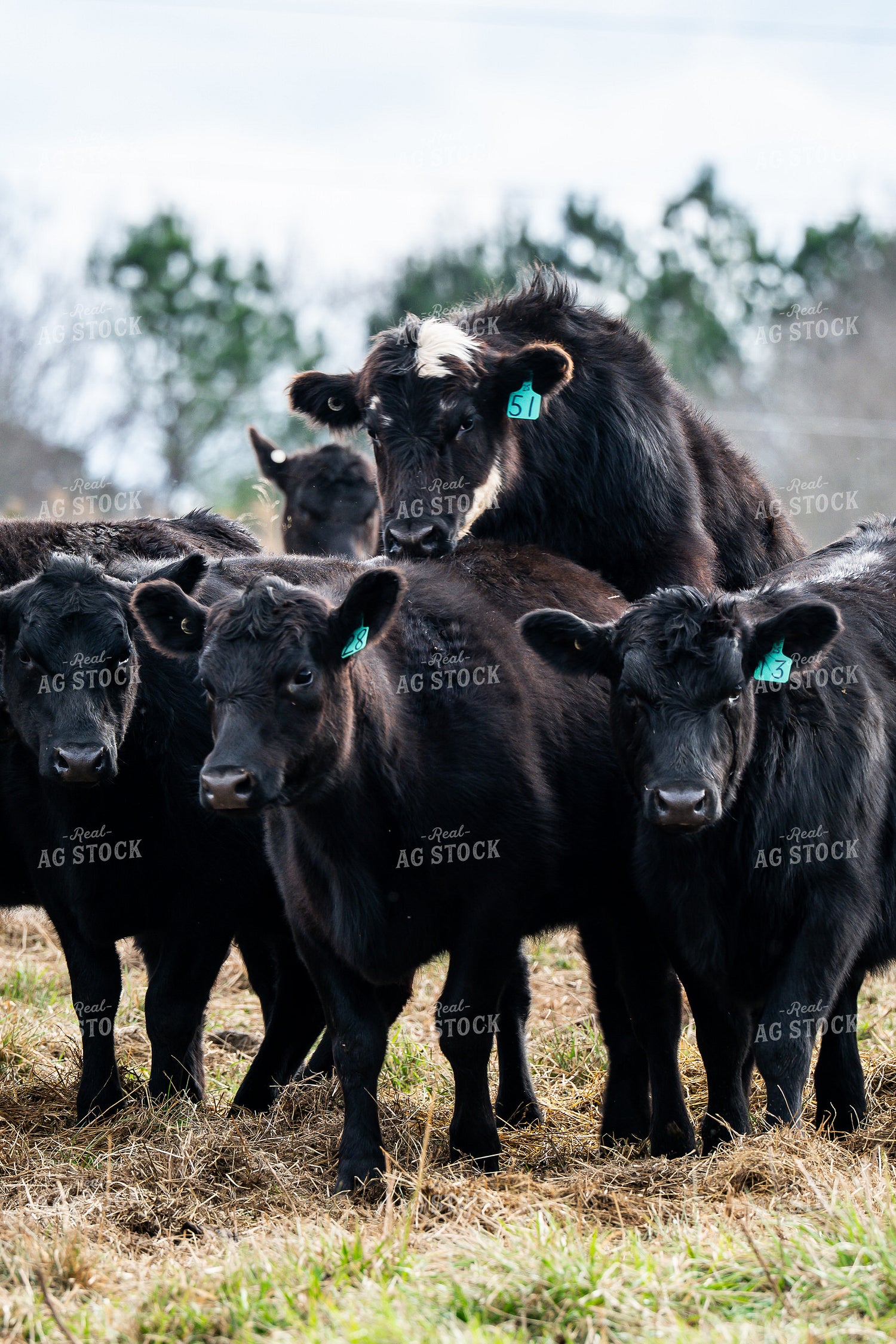 Cattle on Pasture 192055
