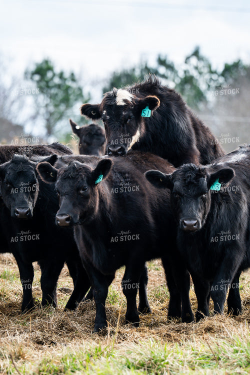 Cattle on Pasture 192055
