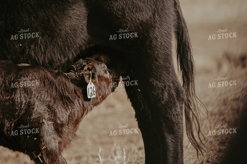 Cow Calf Pair 202019