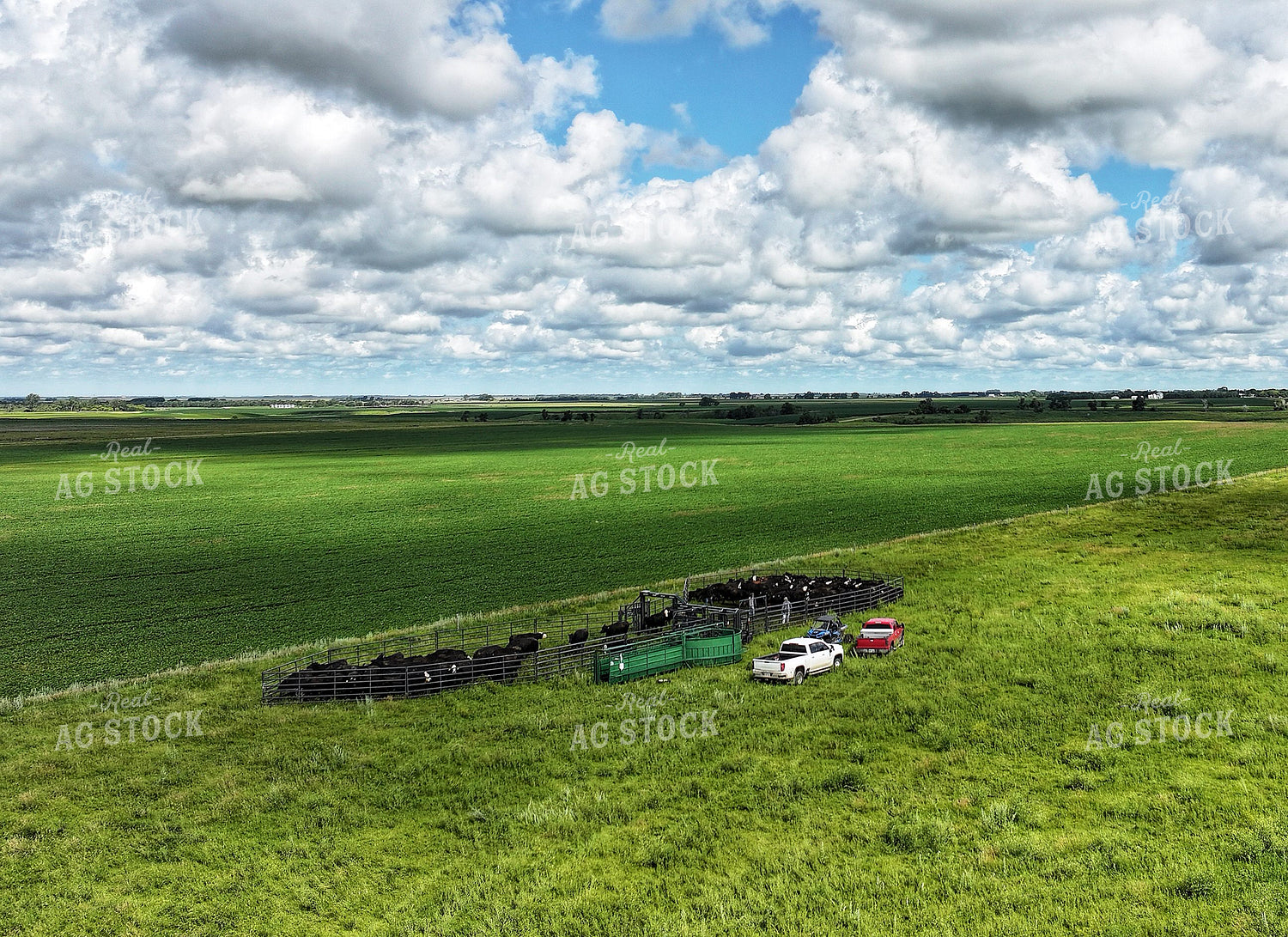 Cattle Pen in Pasture 141363