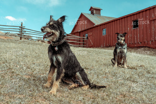 Ranch Dog 58090