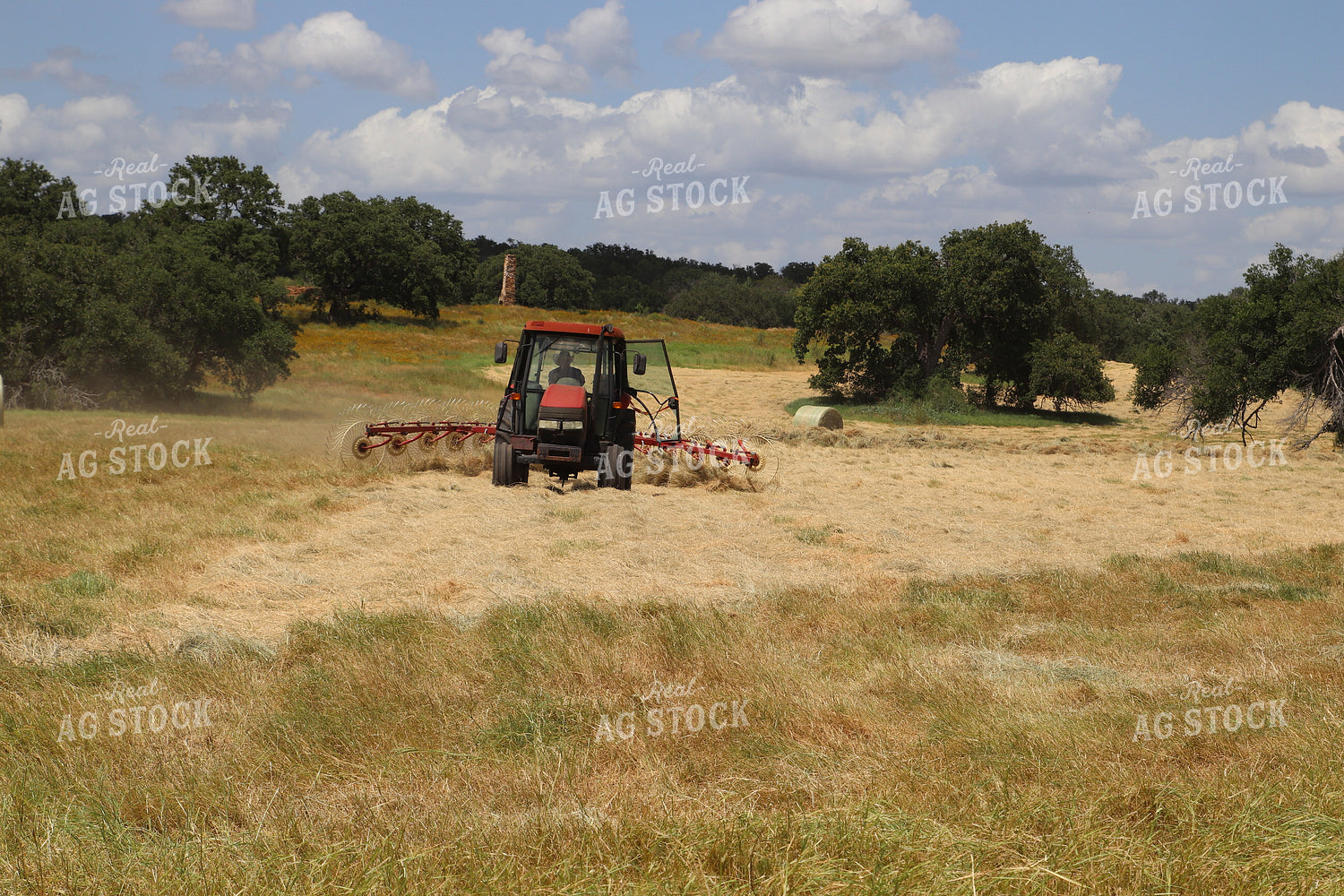Raking Hay 102101