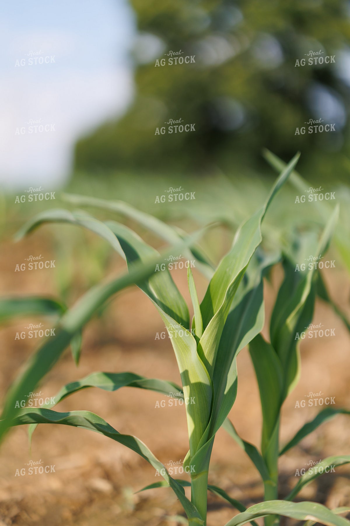 Early Growth Corn 295201