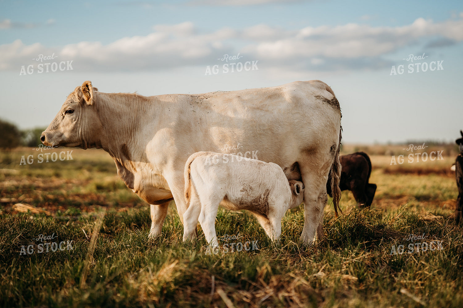 Charolais Cow Calf Pair 196311