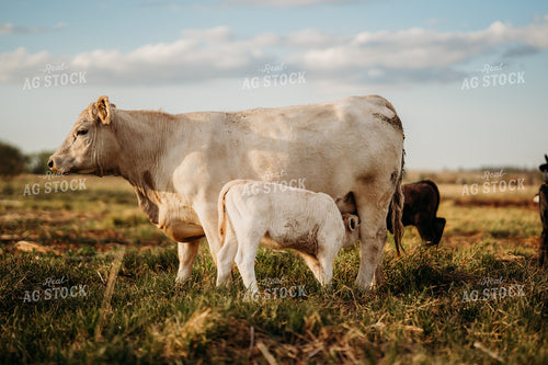 Charolais Cow Calf Pair 196311