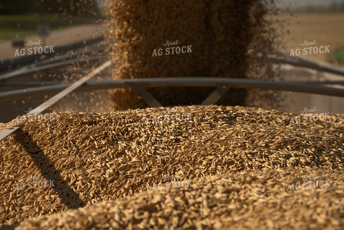 Harvested Oats Loaded into Semi 76081