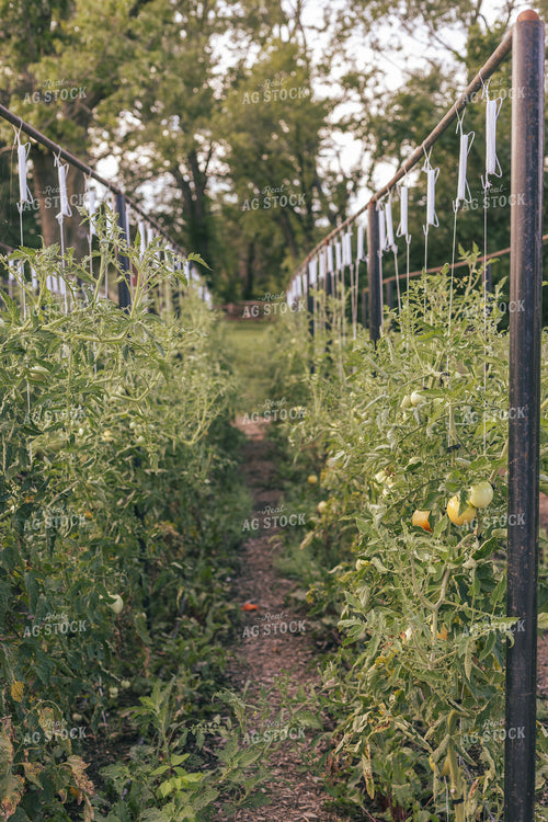 Tomato Trellis 162022