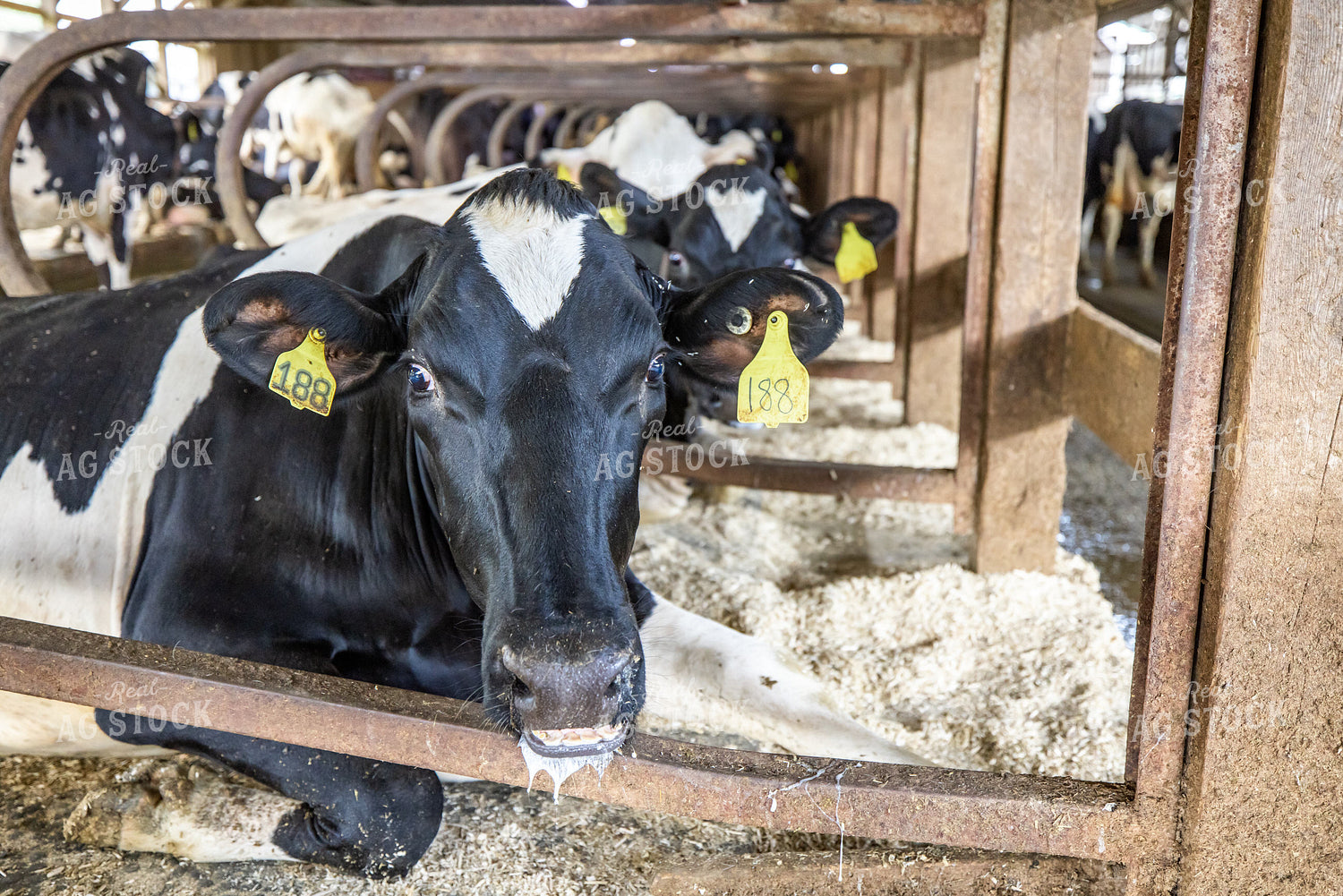 Holstein Cows on Sand Bedding 270134