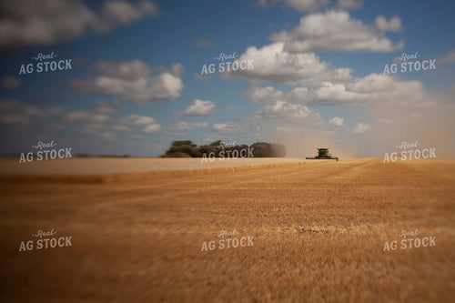 Wheat 2149