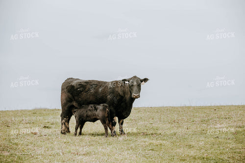 Angus Cow-Calf in Pasture 77028