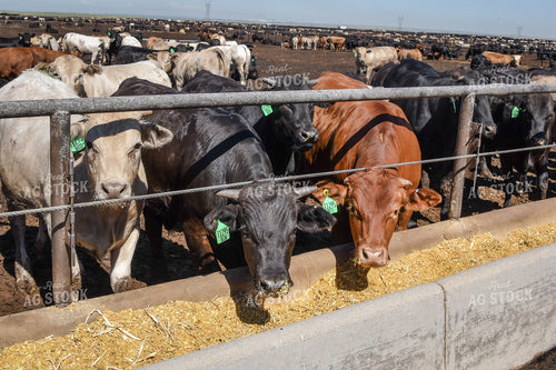 Diverse Cattle Eating From Feed Bunk in Feedlot Pen 56474