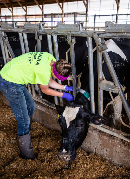 Female Farmer with Holstein Cow 152215