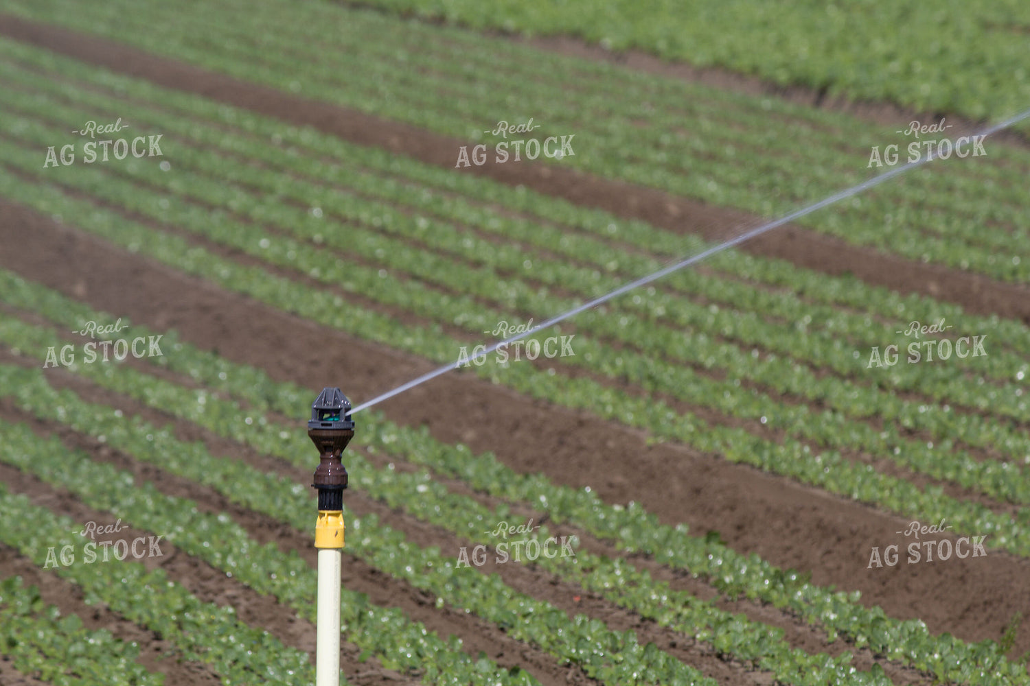 Irrigation System in Field 105092