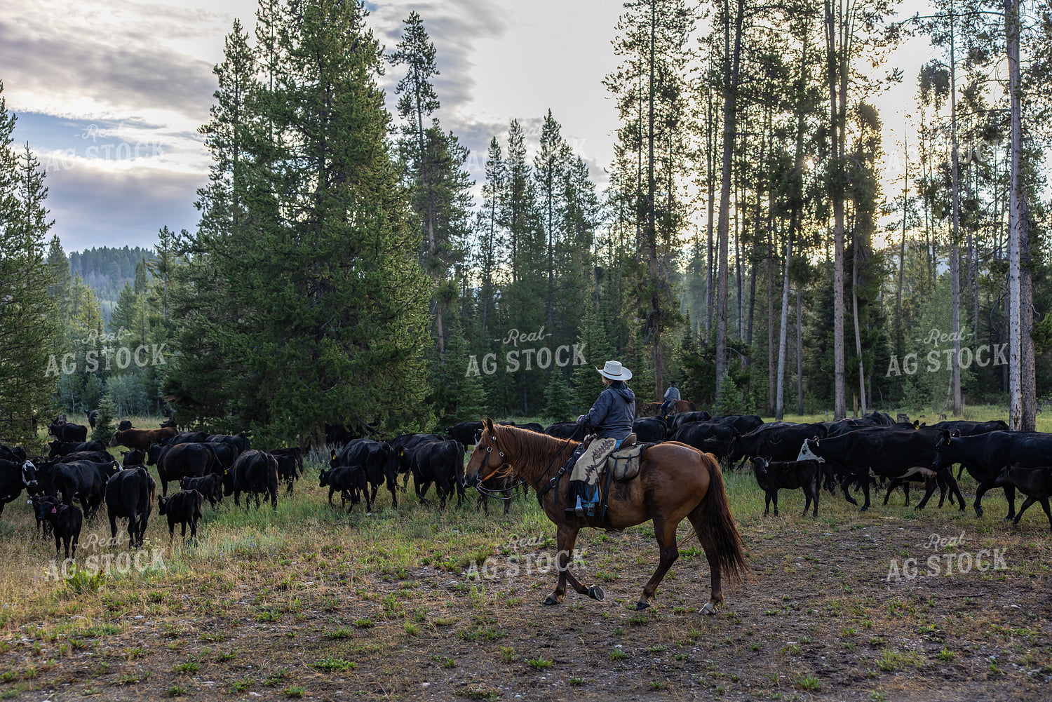 Moving Cattle on Mountain 304100