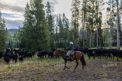 Moving Cattle on Mountain 304100