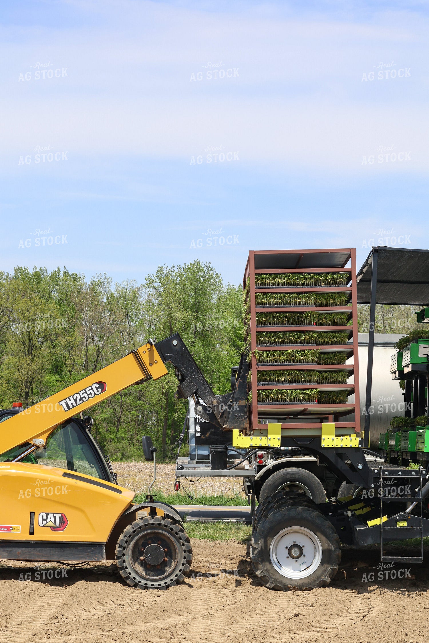 Planting Tomatoes 109157