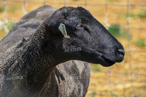Sheep 84247