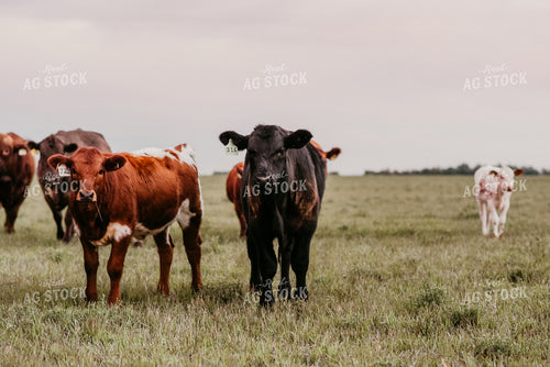 Cattle in Pasture 64239