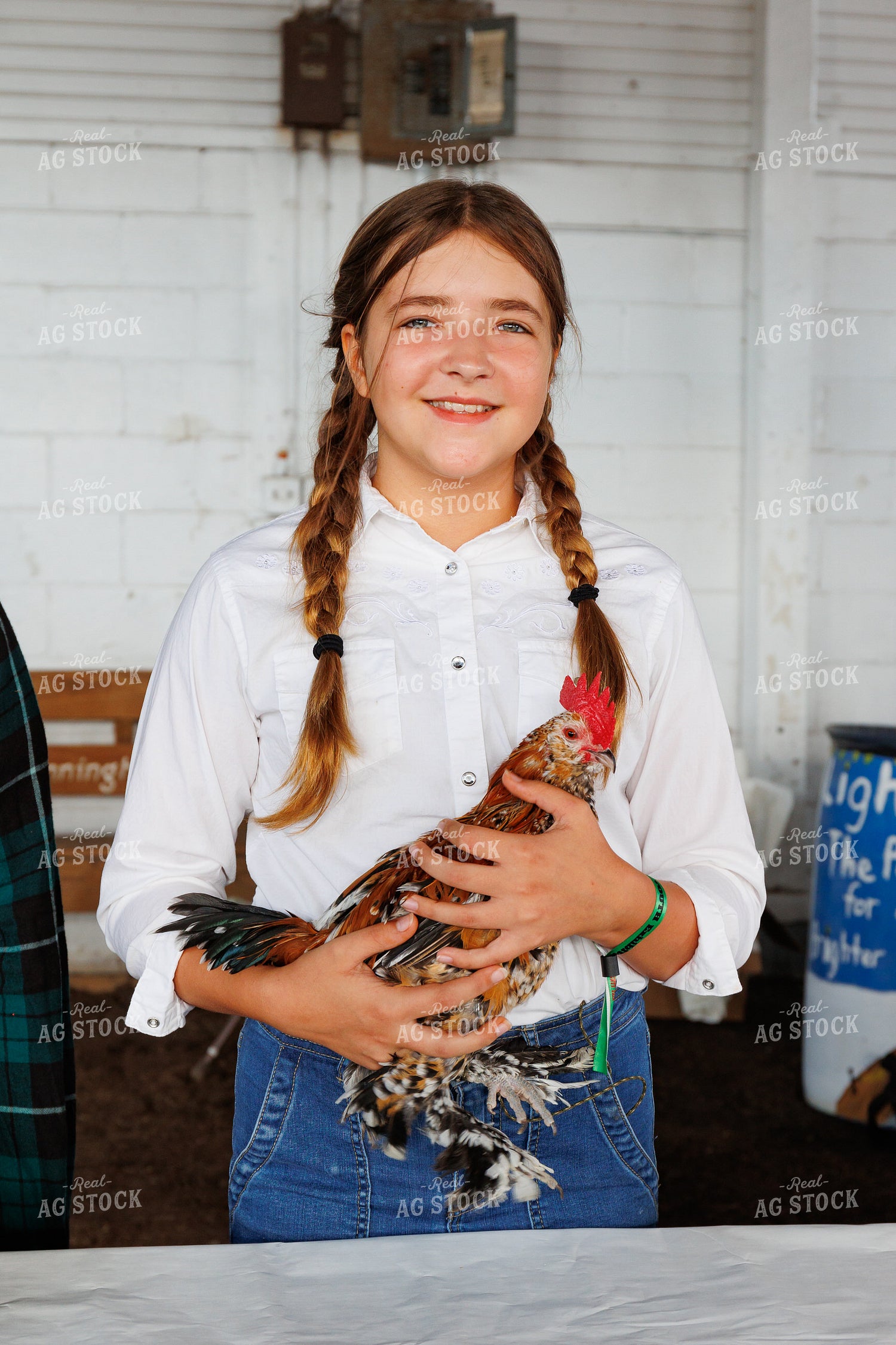 Showing Chickens 52775