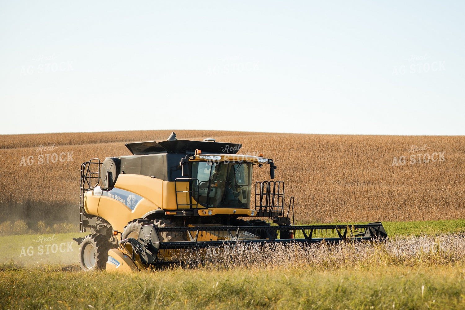 Soybean Harvest 215093