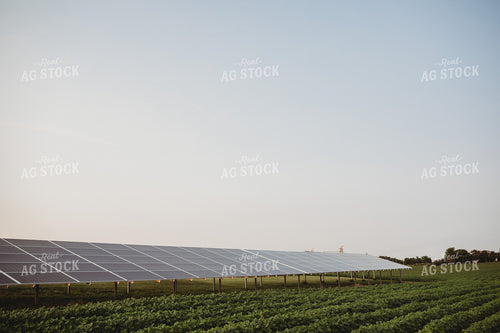Soybean Field and Solar Panels 4615