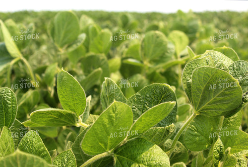 Soybeans Leaves 141154