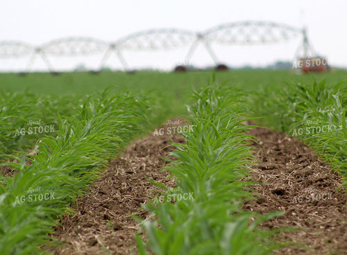 Irrigated Corn Field 141003