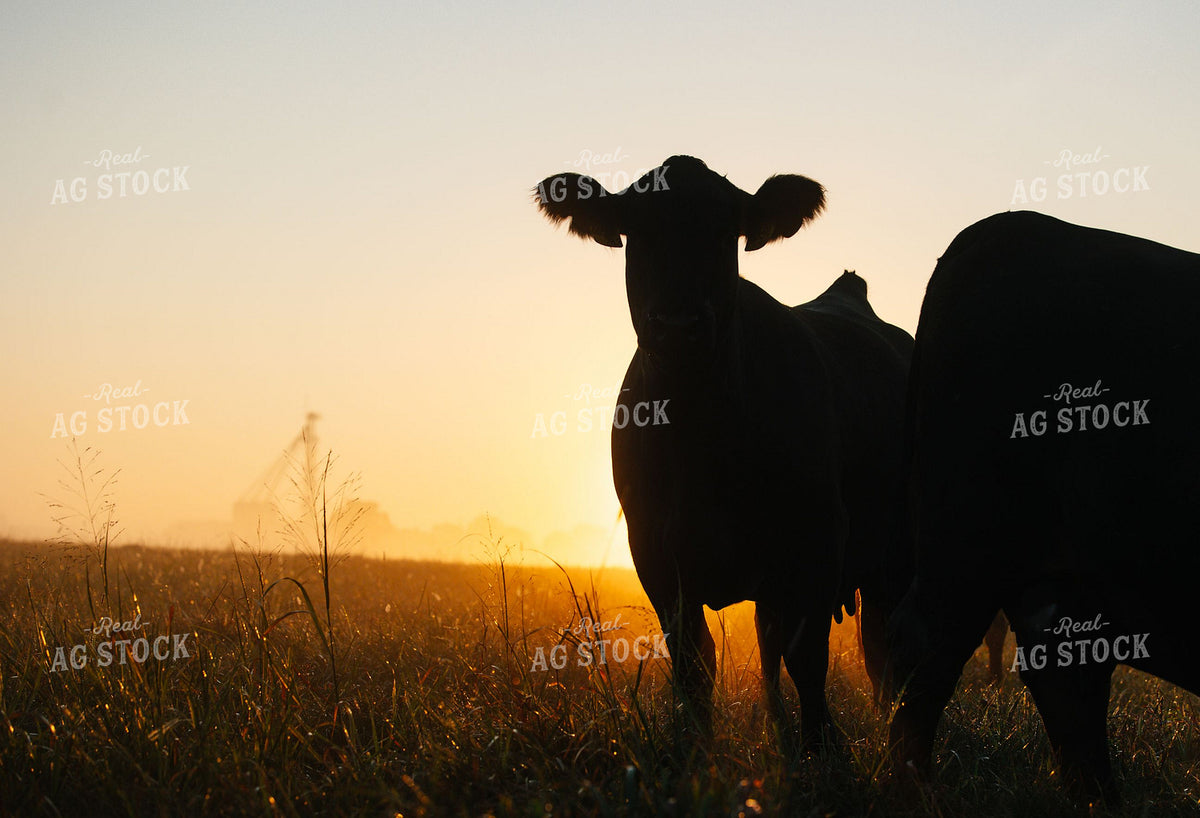 Black Angus Cattle Silhouetted Against Sunrise in Pasture 404020