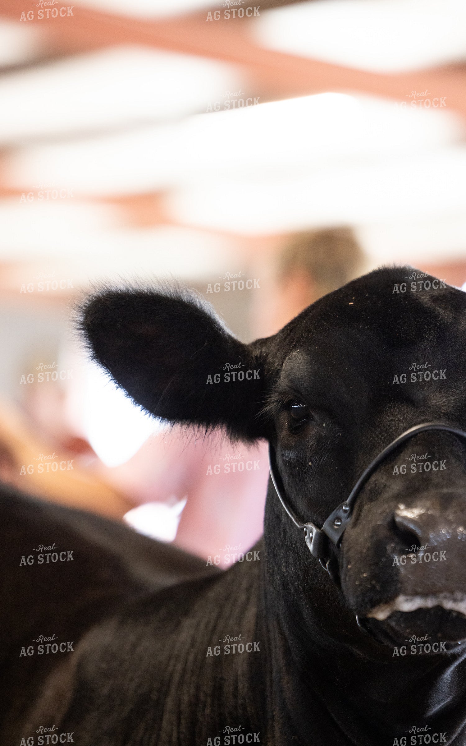 Showing Cattle 143032