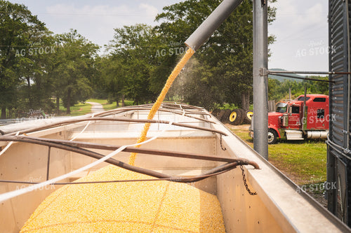 Loading a Trailer with Grain 128035