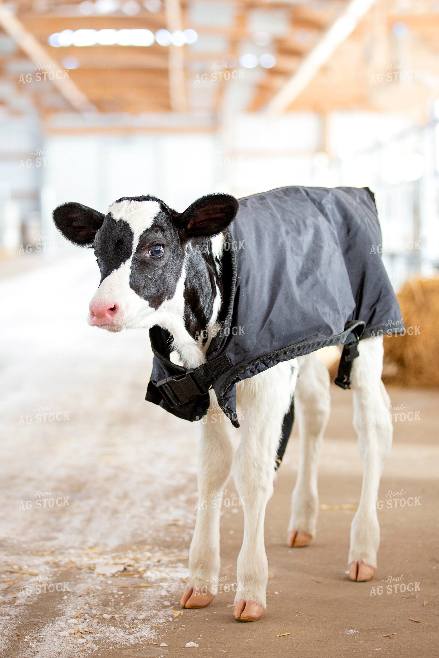 Holstein Calf in Barn 55169