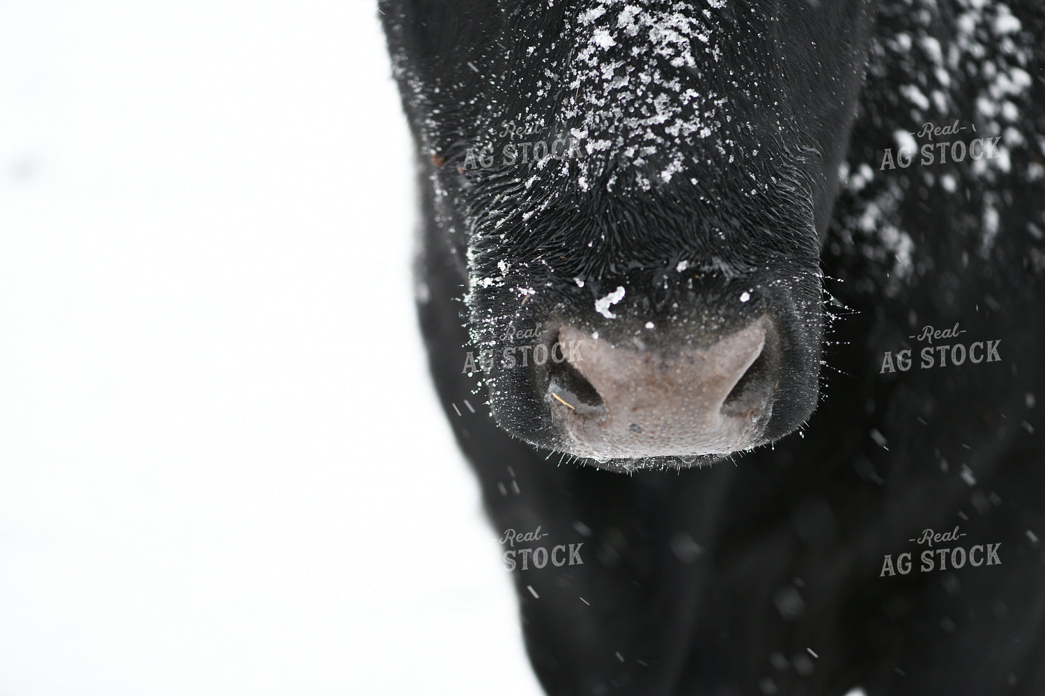 Angus Cattle on Snowy Pasture 191306