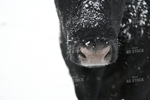 Angus Cattle on Snowy Pasture 191306