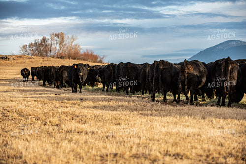 Cows in Mountain Pasture 51003