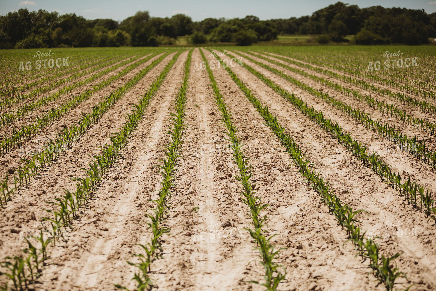 V3 Corn in Light Soil 5783