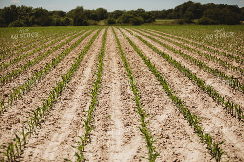 V3 Corn in Light Soil 5783