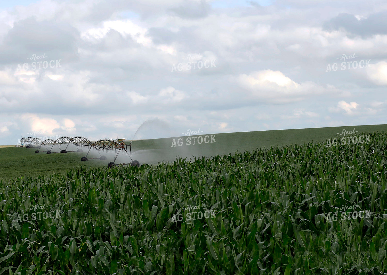 Irrigating Corn Field 141604