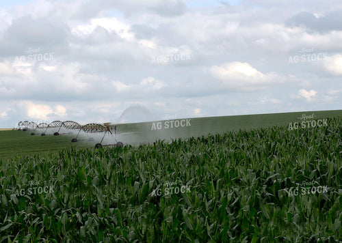 Irrigating Corn Field 141604