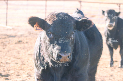 Angus Cattle on Pasture 82210