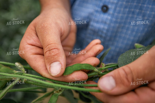 Farmer Checking Soybeans 270311