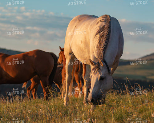 Horses 188058