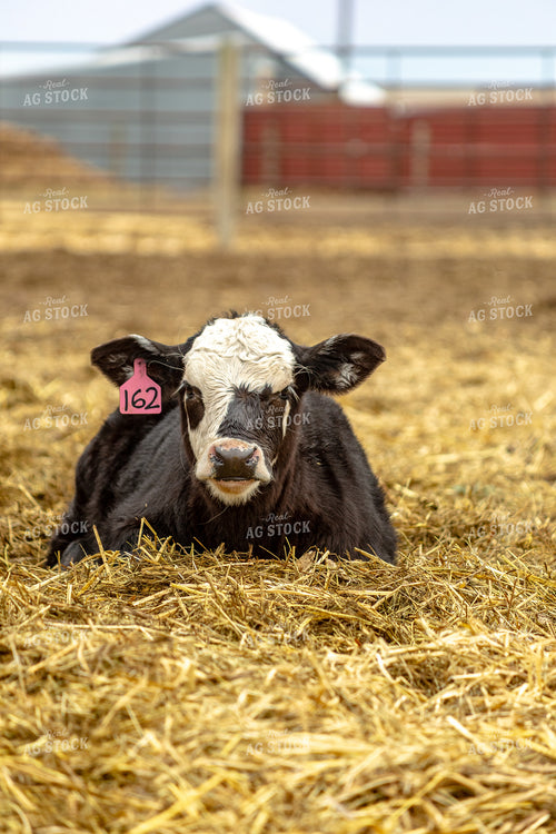 Black Baldy Calf 155715