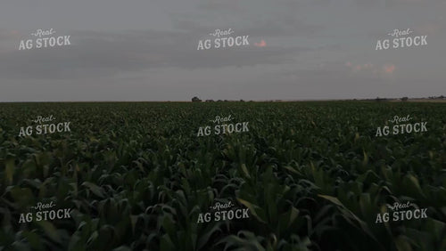 Corn Leaves Moving in the Wind at Night 239238