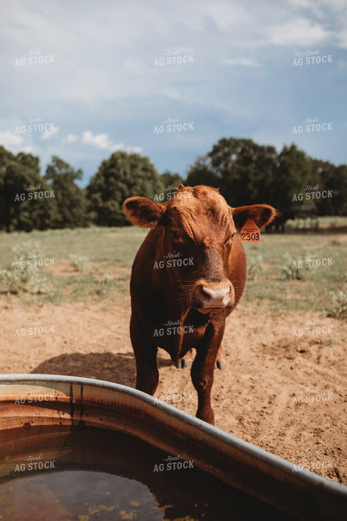 Red Angus at Water Trough 203064