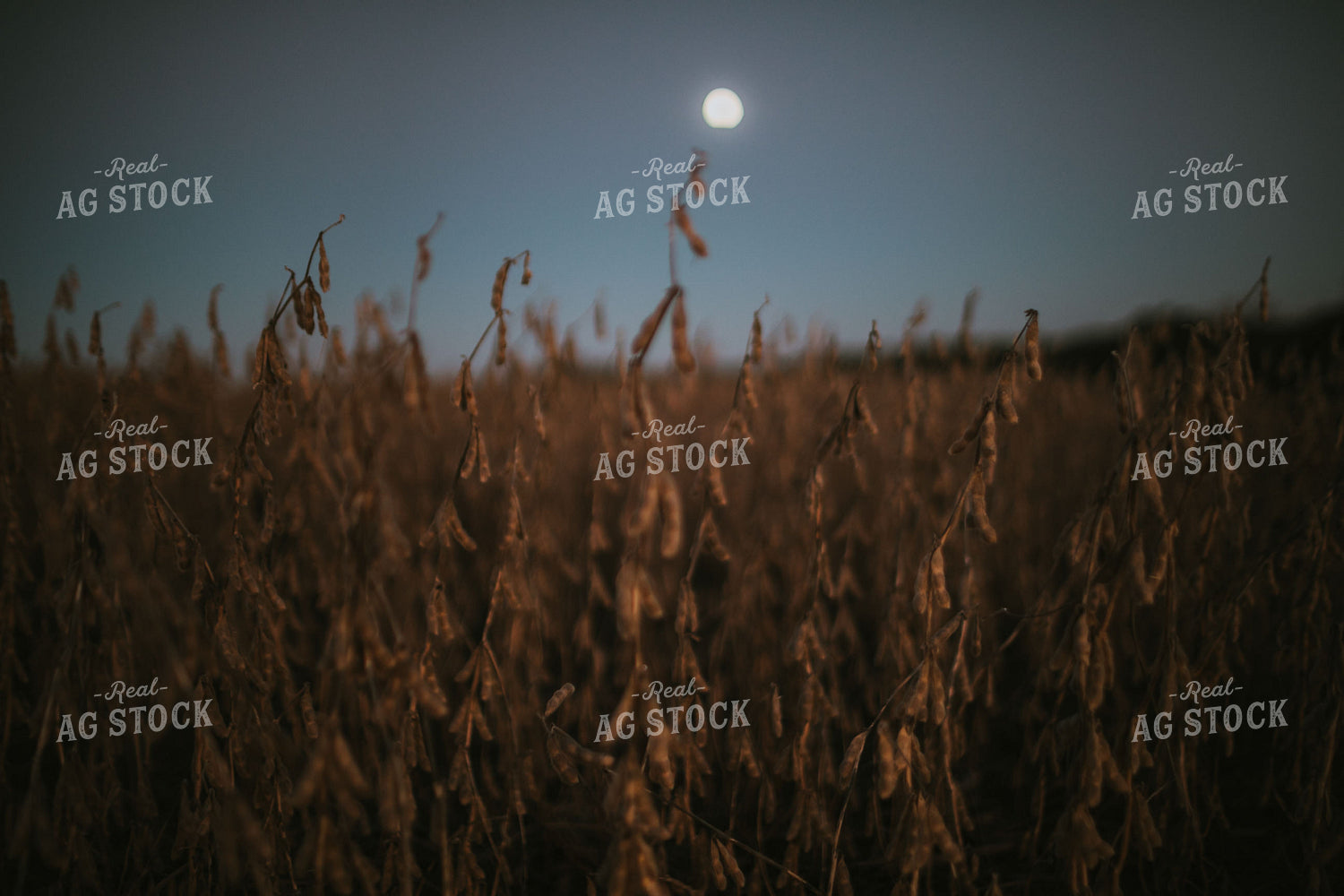 Soybean Field with Moon at Harvest 5184