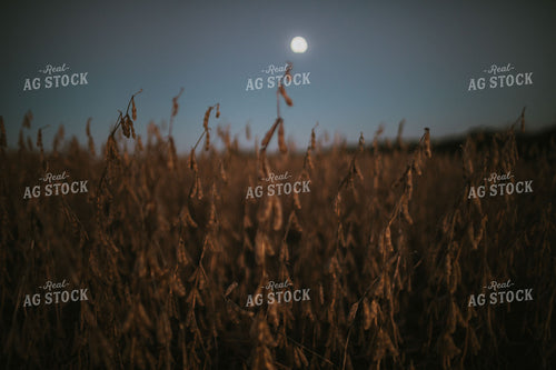 Soybean Field with Moon at Harvest 5184
