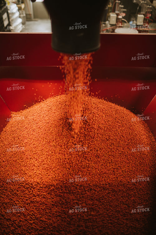 Treated Soybeans Exiting Seed Treater 5365