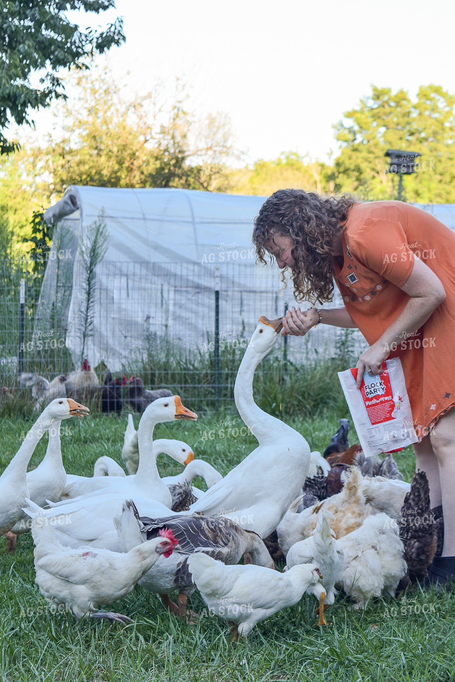 Farmer with Geese 106013